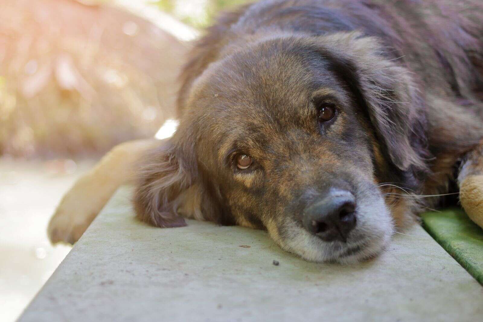 Cheryl Wicks: Adopt a senior pet
